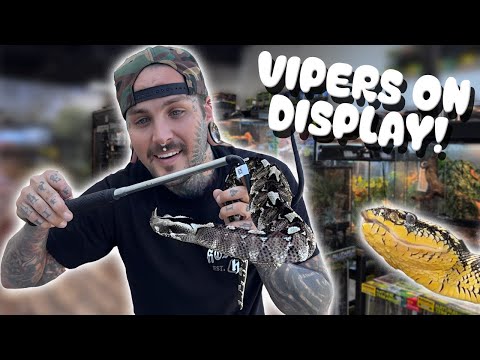 Brought MY VIPER to display at a PET STORE!!