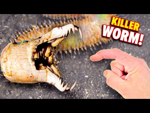 Bobbit Worm BITES! (Eats Fish Alive)