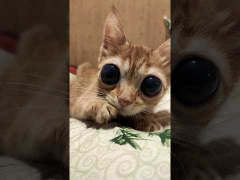Мася #коты #глаза #кот