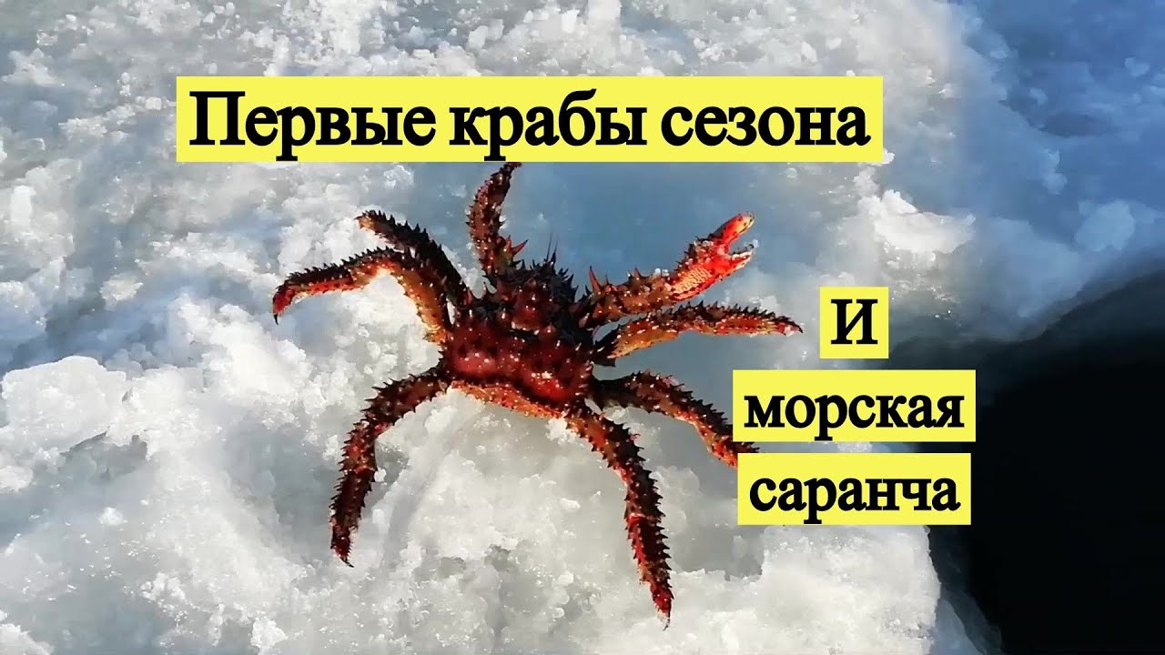 Первые крабы сезона и морская саранча