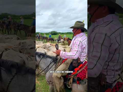 Llegada de los 40 vaqueros y el ganado a los corrales - trabajos de llano parte 11