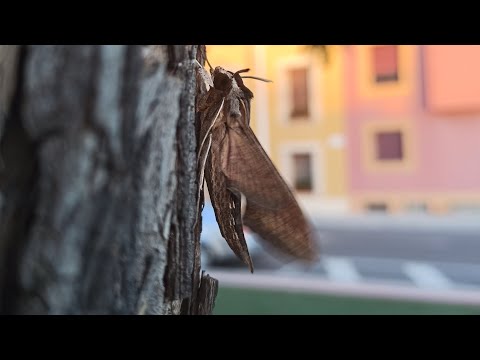 Me encuentro una polilla esfinge en la acera