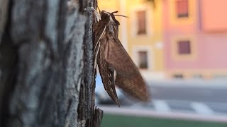 Me encuentro una polilla esfinge en la acera