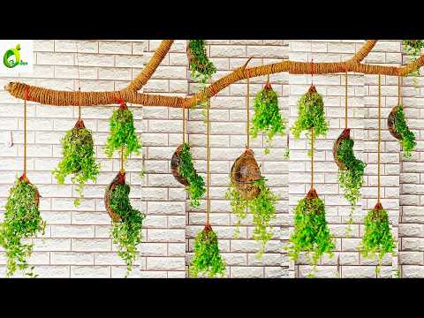 Creative Ways To Hang Your Fast-growing Turtle Vine Plant - Organic Gardening Tips Included!