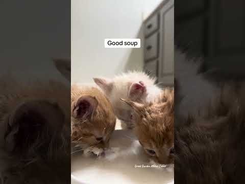 The Iliad litter really loves their soup! For anyone curious, this is KMR goat's milk kitten formula
