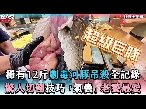 【稀有12斤劇毒河豚吊殺全記錄 驚人切割技巧「氣囊」老饕最愛】@打魚王翔哥