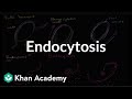 Endocytosis and Cellular Transport Concepts