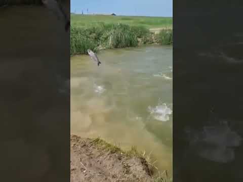 Толстолоб сошёл с ума #fishing #рекомендации #реки #реки #short #4k