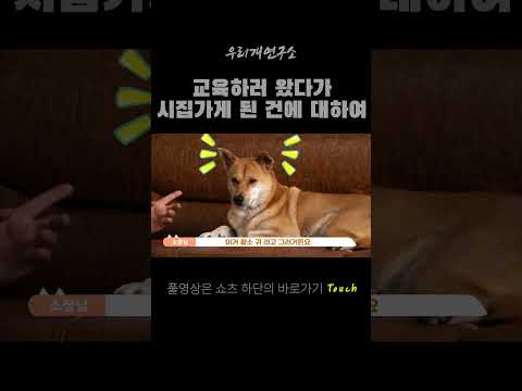 교육받으러 왔다가 사돈 맺게 된 분홍이 이야기 #진돗개 #굴개 #우리개복원