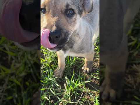 Cachorro encontrado al lado de la carretera