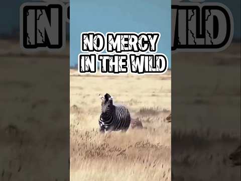 No Mercy in the Wild