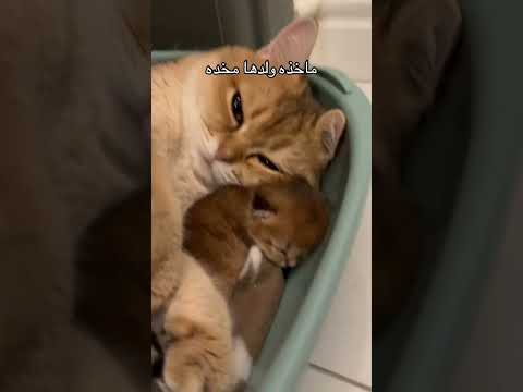 ماشاء الله ياربي