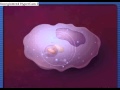 Phagocytosis and Immune Response Concepts