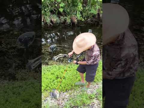 6Lbs Tilapia