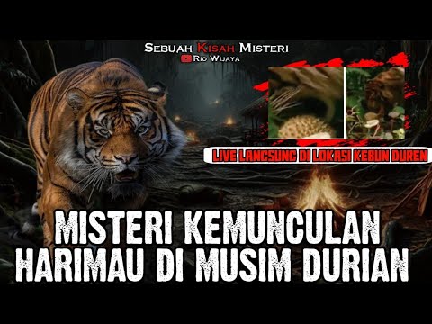 LIVE LANGSUNG DI KEBUN DURIAN!! UNGKAP MISTERI HARIMAU JADI-JADIAN