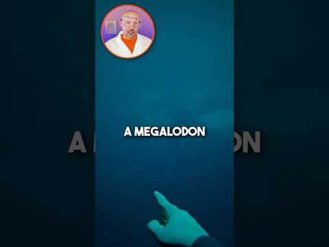 The megalodon 👁️👁️