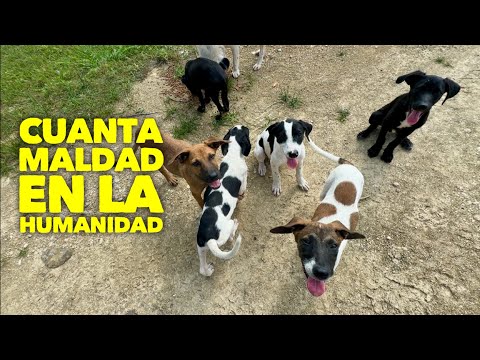 Que pesar! No pude salvar a los cachorros . Me da mucho coraje 😡