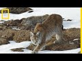 Lynx Behavior and Habitat Insights