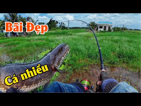 Trở lại sau tai nạn ! Trong cỏ là nơi luôn nhiều cá | THÚ VUI MIỀN TÂY. 18