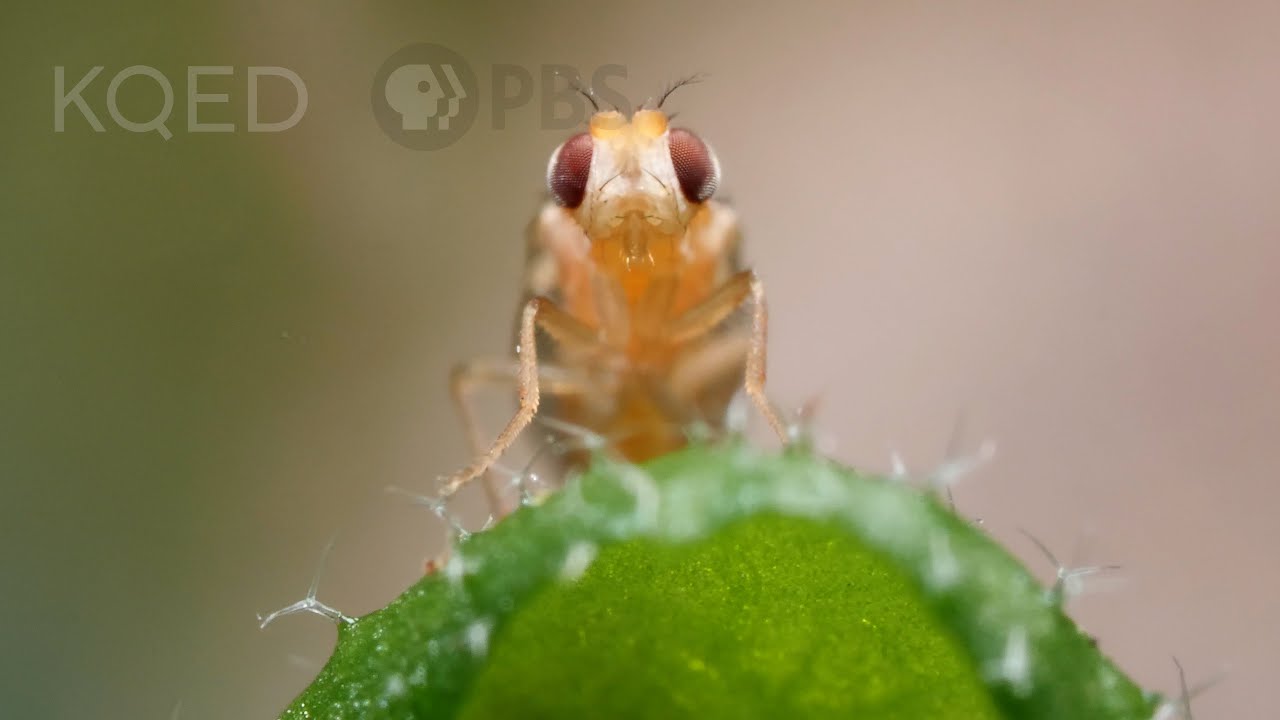 Leaf Miner Fly Babies Scribble All Over Your Salad