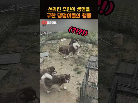 쓰러진 주인의 생명을 구한 댕댕이들의 행동