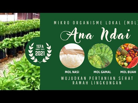 MIKROORGANISME LOKAL (MOL) ANA NDAI