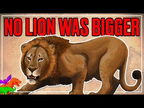 Ice Age Africa Had Largest Lions To Ever Live