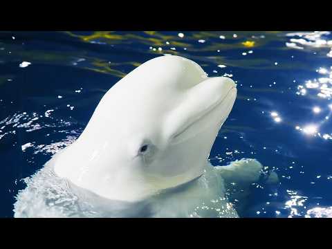 The Epic Beluga Whales Rescue (4K Documentary)