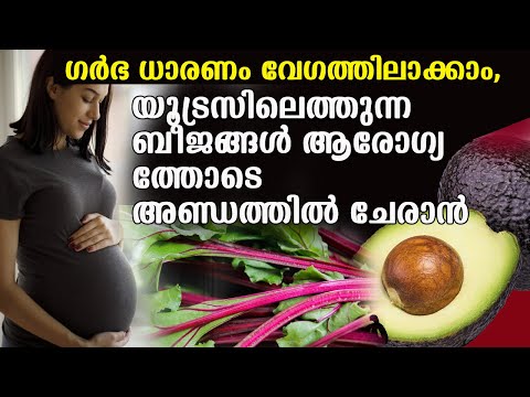 ഗര്‍ഭ ധാരണം വേഗത്തിലാക്കാം | യൂട്രസിലെത്തുന്ന ബീജങ്ങള്‍ ആരോഗ്യത്തോടെ അണ്ഡത്തില്‍ ചേരാന്‍