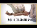 Squid Anatomy and Dissection