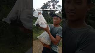 kok bisa lebah madu satu lokasi beda warna nektarnya #shortvideo #honeybeesting #hon#hutan