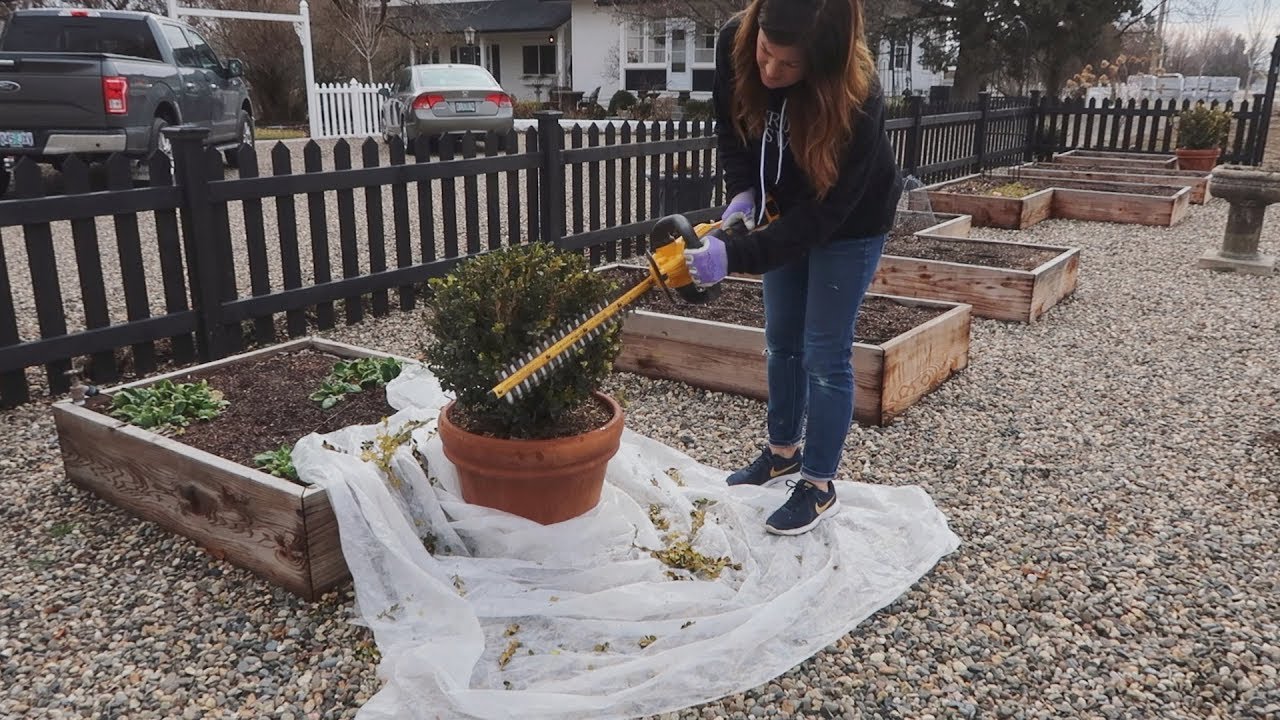 Garden Maintenance Day: Pruning Hydrangeas, Lavender & Boxwood!