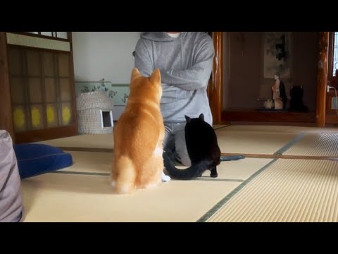 大好きな柴犬が怒られていると寄ってきて一緒に反省する猫　Momo got angered by dad