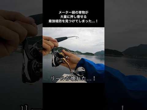 メーター級の青物が大量発生する堤防でダイソールアーを投げた結果…