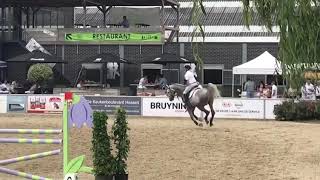 Chaiton F Z ( Clinton x Heartbreaker ) 5 y old approved stallion