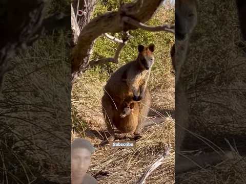 ক্যাঙ্গারু চালাক হয় কেন, 😱😱