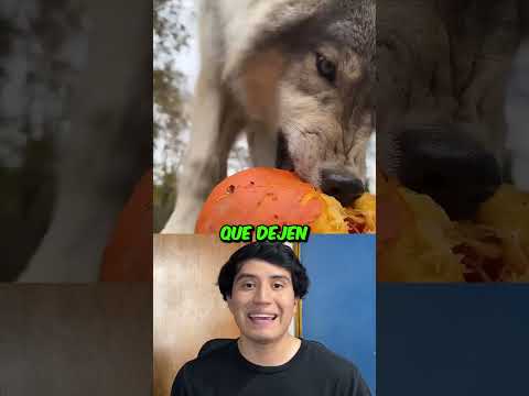 Nunca hagas esto si ves un lobo 🤫