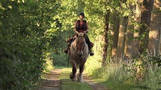 A beautiful trip along the Dijle to the Hanswijckhoeve in Muizen on the back of a draft horse