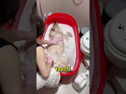 Le chien a cessé de bouger et sa maîtresse a pris peur #shorts