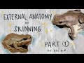 Frog Anatomy and Skinning Techniques
