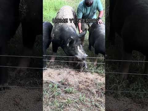 Milk Is A Great Feed Supplement for Pigs