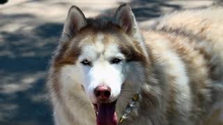 REUNITED WITH FAMILY/BALTO 170770/NH RESCUE NEEDED/ NYCACC/SIACC