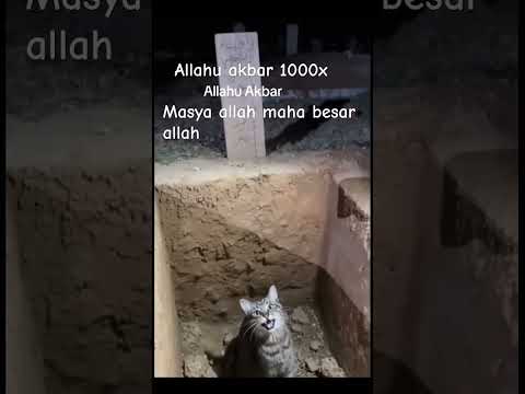 Kucing bertasbih nama allah#shortvideo#youtubeshorts#viral#viralvideo