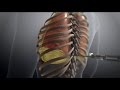 Understanding Pleural Space and Thoracentesis