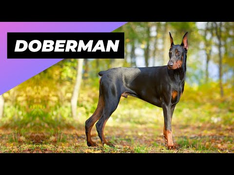 Doberman 🐶 One Of The Most Intelligent Dog Breeds In The World!