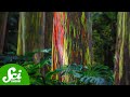 Tree Adaptations and Unique Features