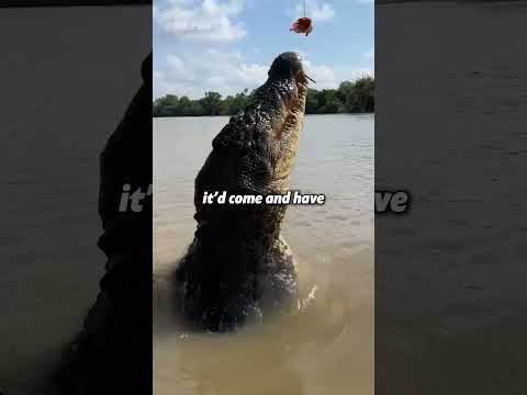 Grizzly Vs Croc