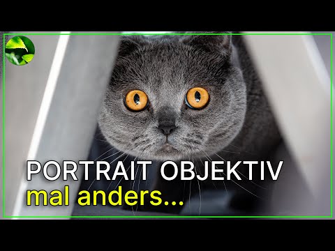 3 Katzen testen mein neues Portrait-Objektiv 😼📸 Viltrox 85mm F1.4 Pro im Test