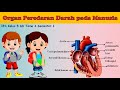 Circulatory System Functions and Components