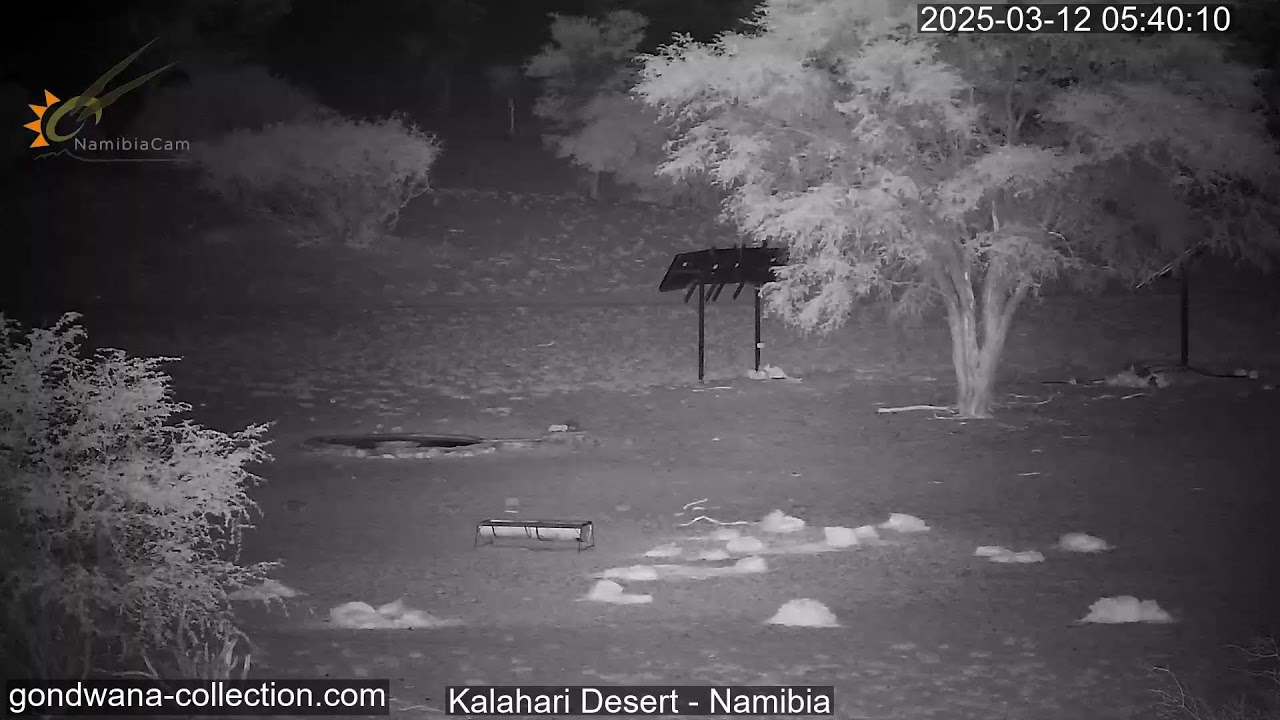 Livestreaming – Kalahariöknen, Namibia